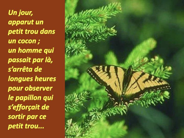 Histoire du papillon.002