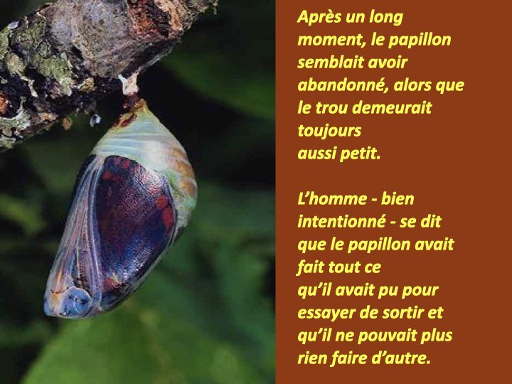 Histoire du papillon.003