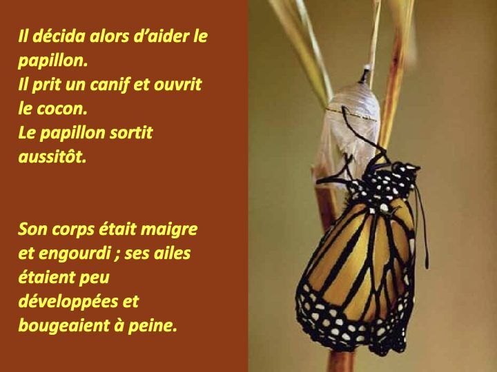 Histoire du papillon.004