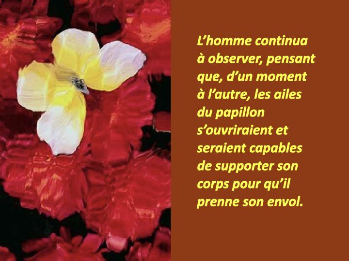Histoire du papillon.005