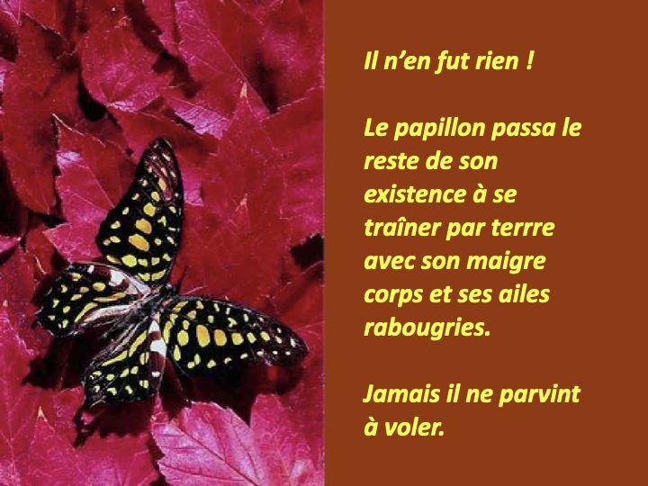 Histoire du papillon.006