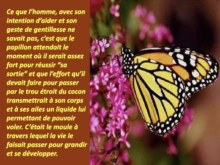 Histoire du papillon.007