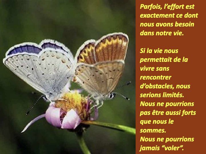Histoire du papillon.008