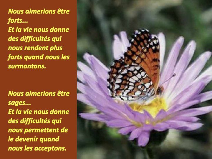 Histoire du papillon.009