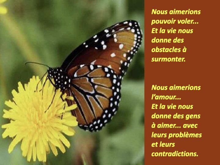 Histoire du papillon.010