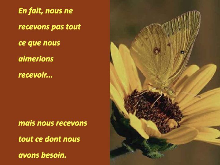Histoire du papillon.011