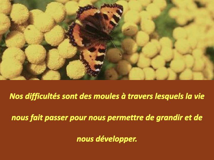Histoire du papillon.012