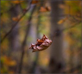 Voir les choses telles qu'elles sont : la leçon des feuilles