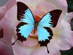 Histoire du papillon